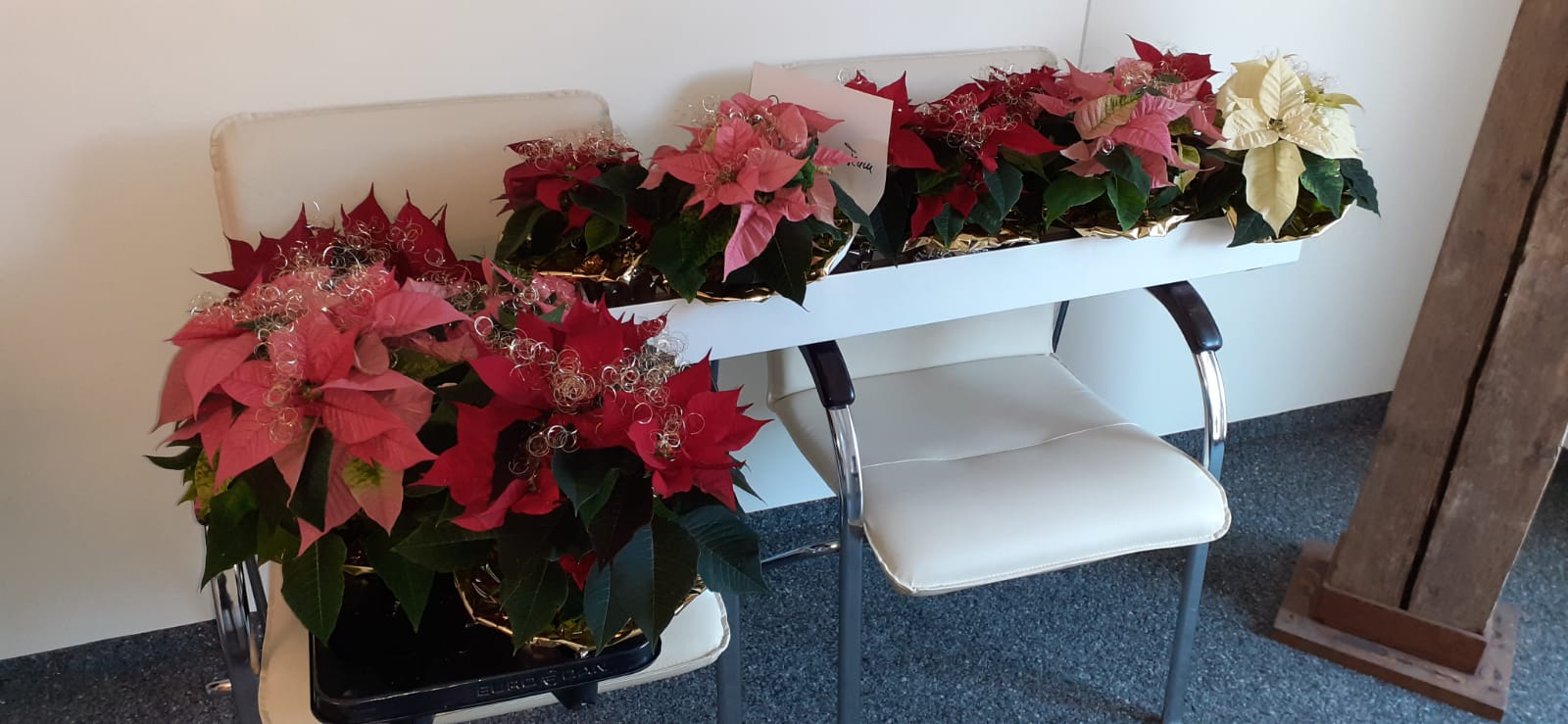 WhatsApp Image 2020-12-17 at 11.36.37 Weihnachtsstern-Spende