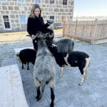 Die Schafe sind sehr zutraulich. Gerade beim Füttern kann man dies erkennen.