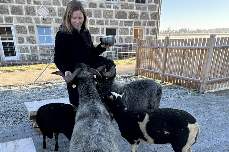 Pädagogin Sarah Matejka bei der morgendlichen Fütterung der Schafe. Der neue Eingangsbereich, das gepflasterte Areal und die Sitzgelegenheit konnten dank der Spende der GlücksSpirale realisiert werden.