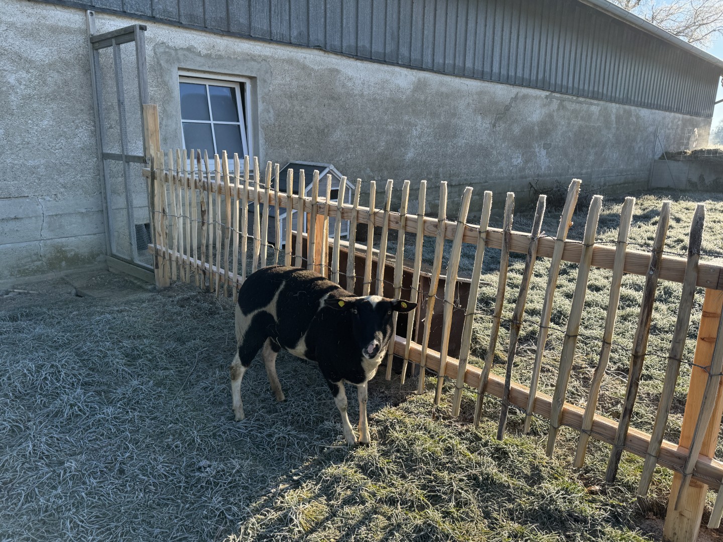 Schaf ‚Anna’ steht vor dem Zaun, der Hühnern und Hasen einen geschützten Ruhebereich bietet.