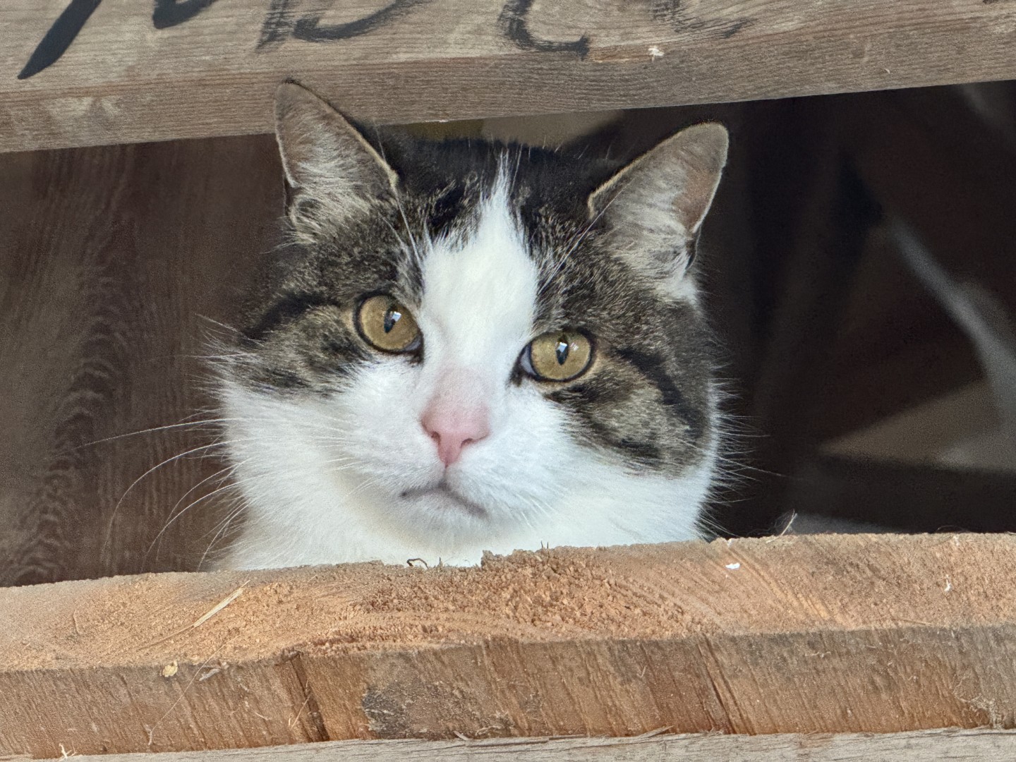 Mit wachen Augen verfolgt die Hauskatze das Geschehen.