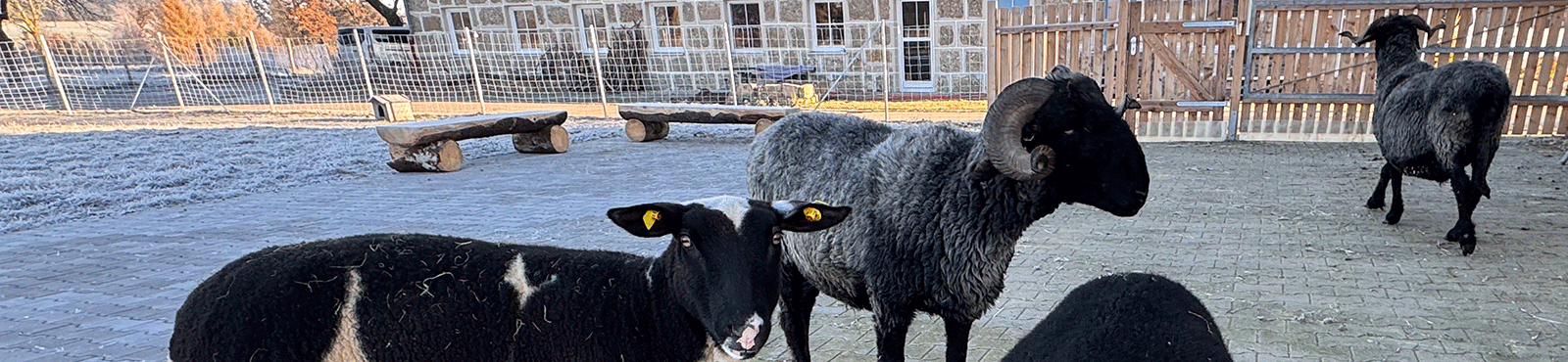 GlücksSpirale unterstützt inklusive, tiergestützte Wohngruppe