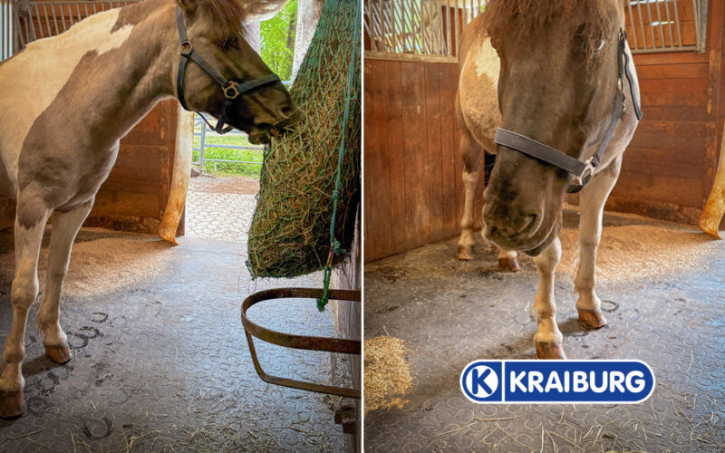 Das Pferd „Filon“ in seiner Box mit den neuen Matten von Belmondo Kraiburg.