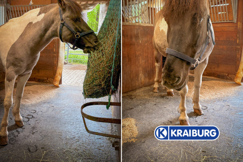Das Pferd „Filon“ in seiner Box mit den neuen Matten von Belmondo Kraiburg.